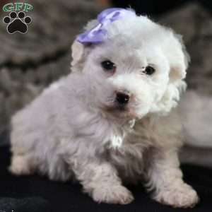 Bella, Bichon Frise Puppy